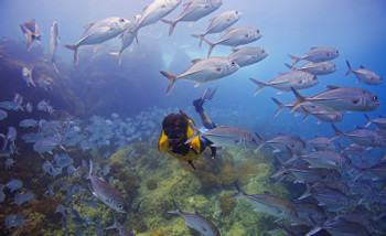 Caño Island Snorkeling photo 3
